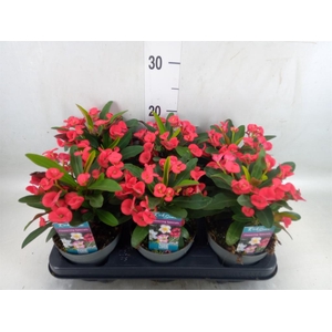 Euphorbia milii 'Maxi Olympia'