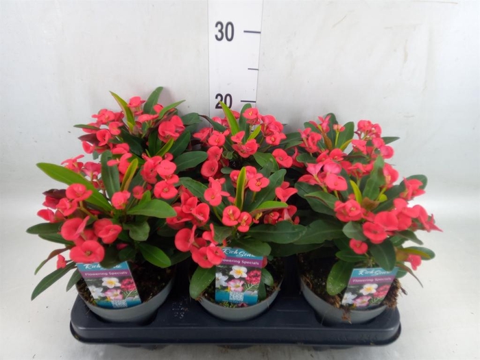 <h4>Euphorbia milii 'Maxi Olympia'</h4>