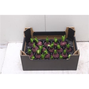 Hyacint Topline Wijnrood