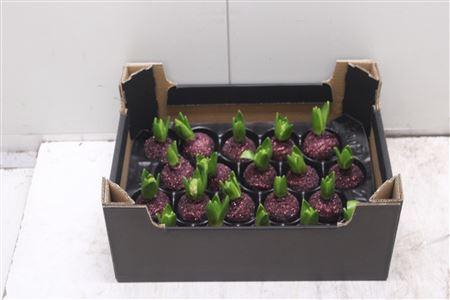 <h4>Hyacint Topline Wijnrood</h4>