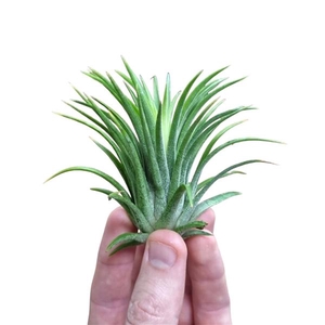 Tillandsia ionantha rubra large
