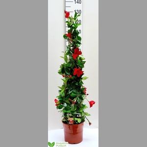MANDE RIO GRANDE RED