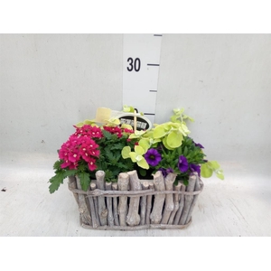 Arr.   Perkplanten L%