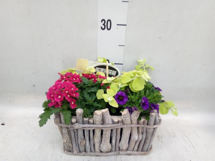 <h4>Arr.   Perkplanten L%</h4>