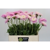 Dahlia Sweet Love