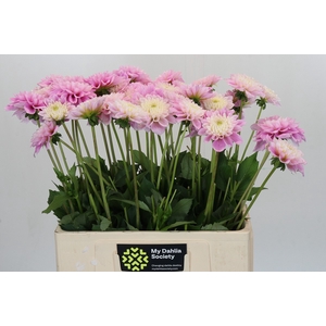 Dahlia Sweet Love