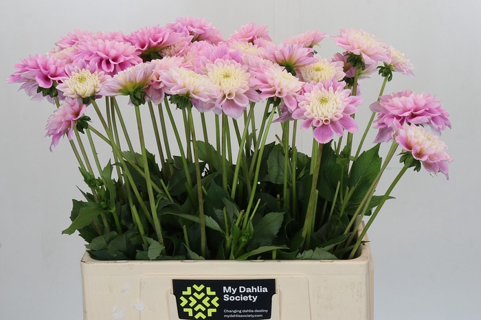 <h4>Dahlia Sweet Love</h4>