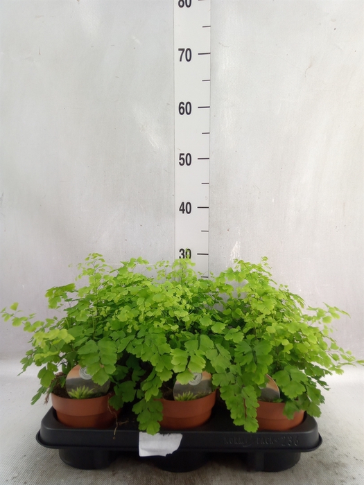 <h4>Adiantum raddi. 'Fragrans'</h4>