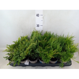 Juniperus   ...