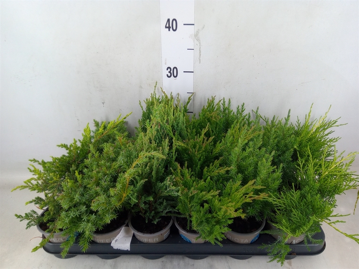 <h4>Juniperus   ...</h4>