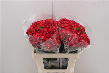 <h4>Di Barb Red</h4>