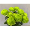 Chrysanthemum Bombellini