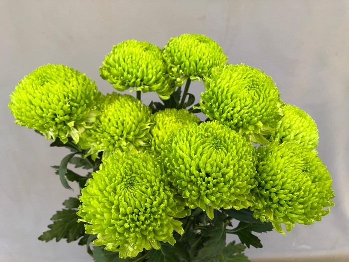 Chrysanthemum Bombellini