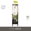 Phalaenopsis overig wit