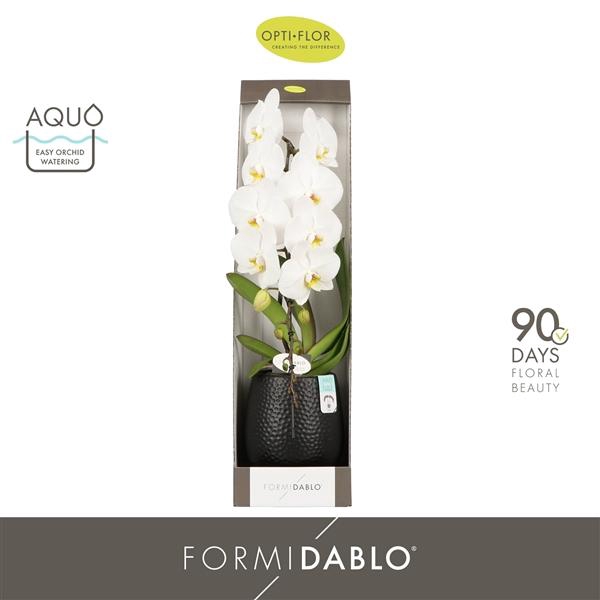 Phalaenopsis overig wit