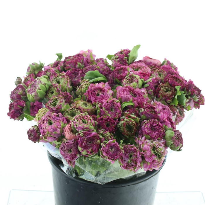 <h4>Ran Ponpon Malva Lila Extra</h4>