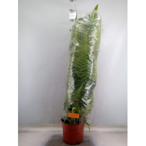 Dicksonia antarctica