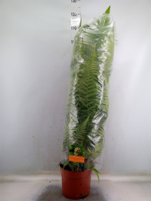 <h4>Dicksonia antarctica</h4>