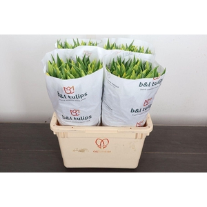 Tulipa EN 'Strong Gold'