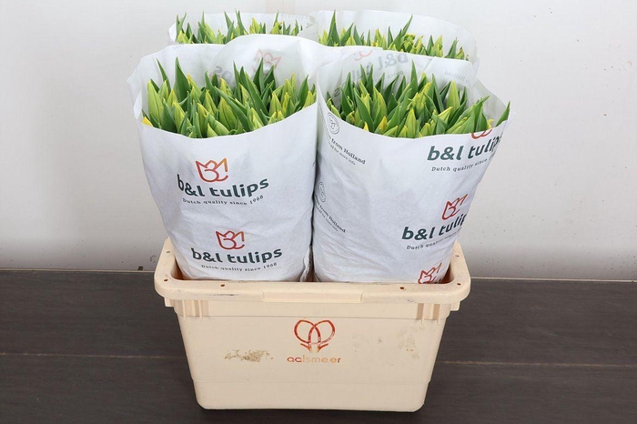 <h4>Tulipa EN 'Strong Gold'</h4>
