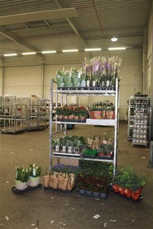 ***aanb 149 Stk Pot 8-19 Cm ***