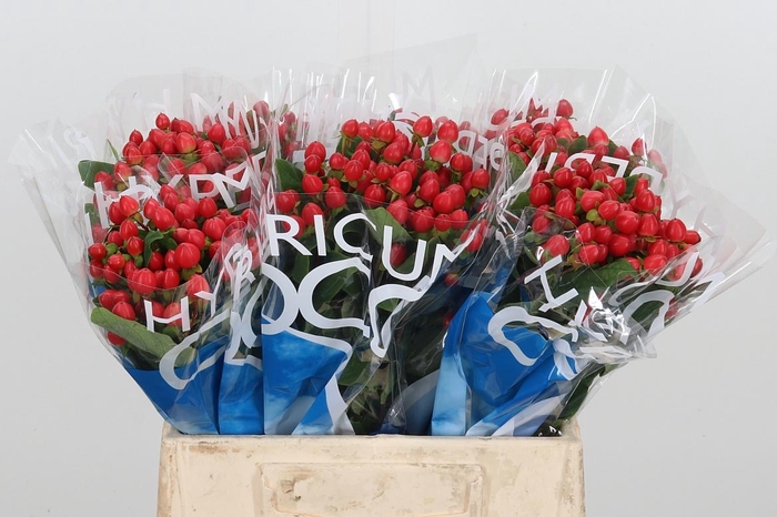 <h4>Hyp Coco Rio Rood</h4>