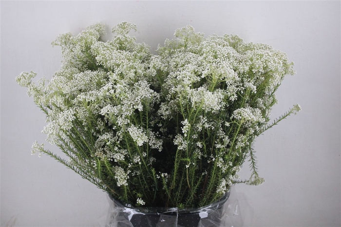 <h4>Rice Flower Wit P Bunch</h4>