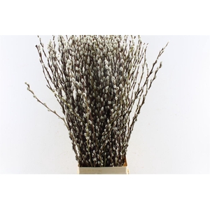Salix Ca Snow Flake