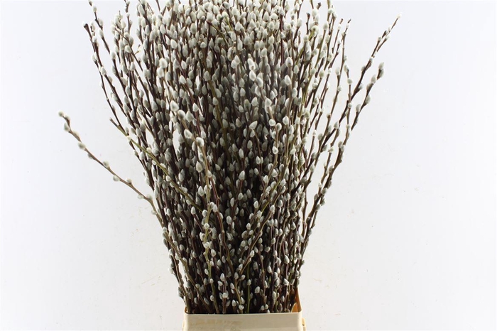 <h4>Salix Ca Snow Flake</h4>