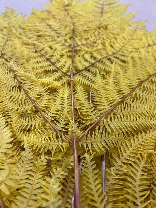 <h4>GESTABILISEERD VAREN LICHTGEEL</h4>