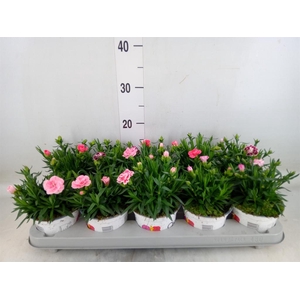 Dianthus  'Oscar'   ...mix