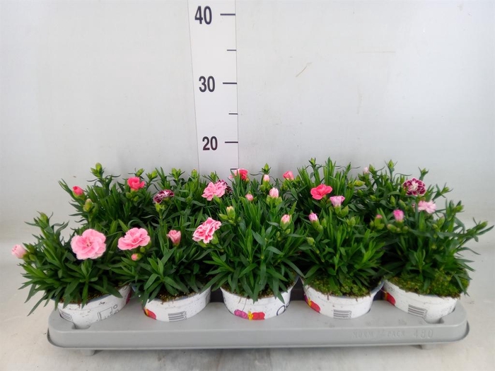 <h4>Dianthus  'Oscar'   ...mix</h4>