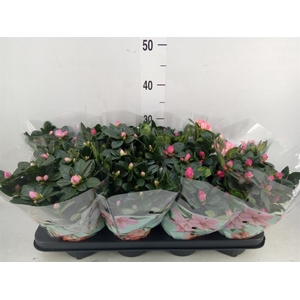 Rhododendron sim.   ...mix