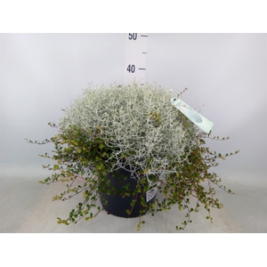 Leucophyta brownii 'Silvercalos'