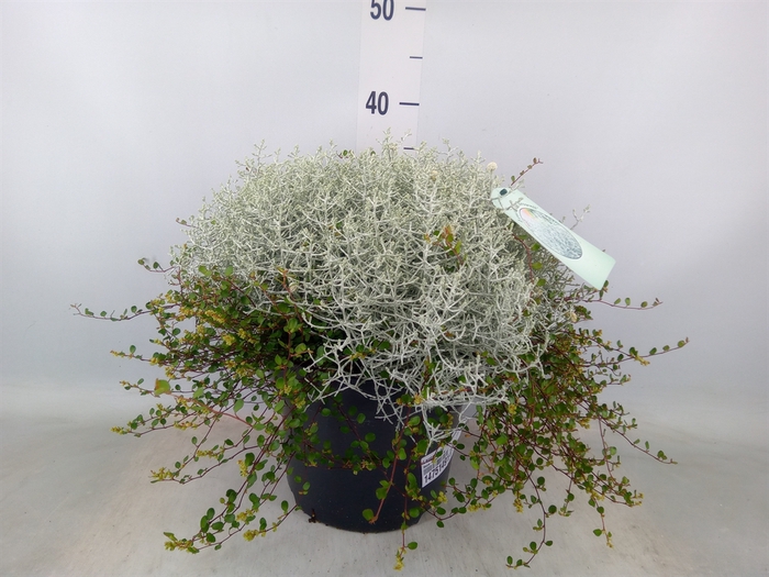 <h4>Leucophyta brownii 'Silvercalos'</h4>