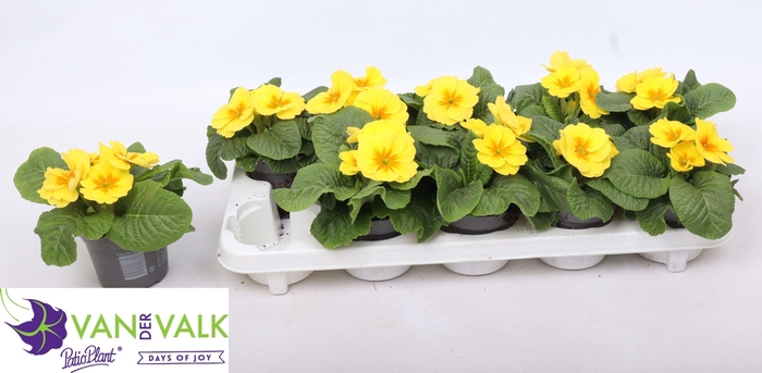 <h4>PRIM AC C GOLD YELL</h4>