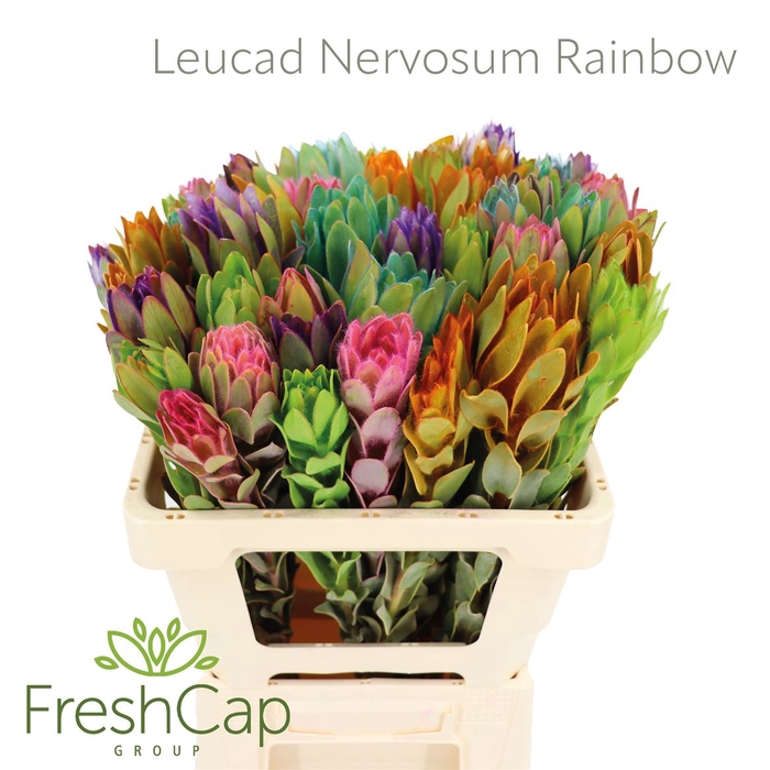 <h4>Leucad Nervosum Rainbow</h4>