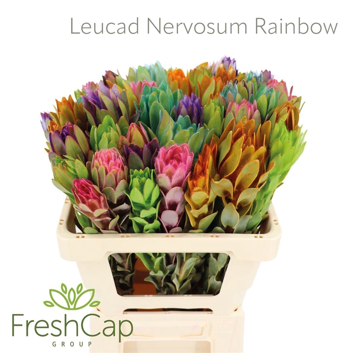 Leucad Nervosum Rainbow