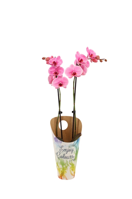 <h4>Enjoy Potcover Phal I Am Pink 2T14+</h4>
