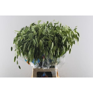 Siergras Chasmanthum Lev