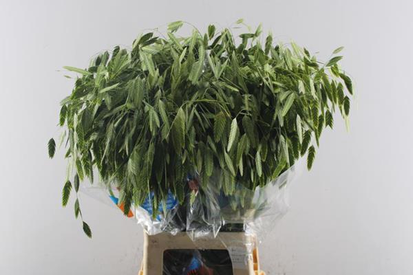 <h4>Siergras Chasmanthum Lev</h4>