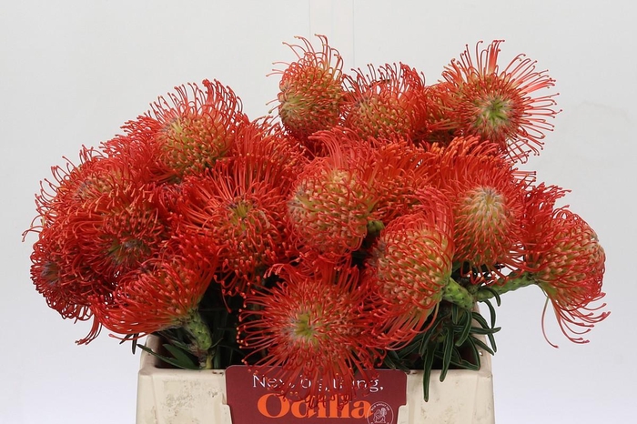 <h4>Nutans Succession</h4>