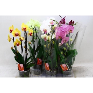PHAL EL CASCADE