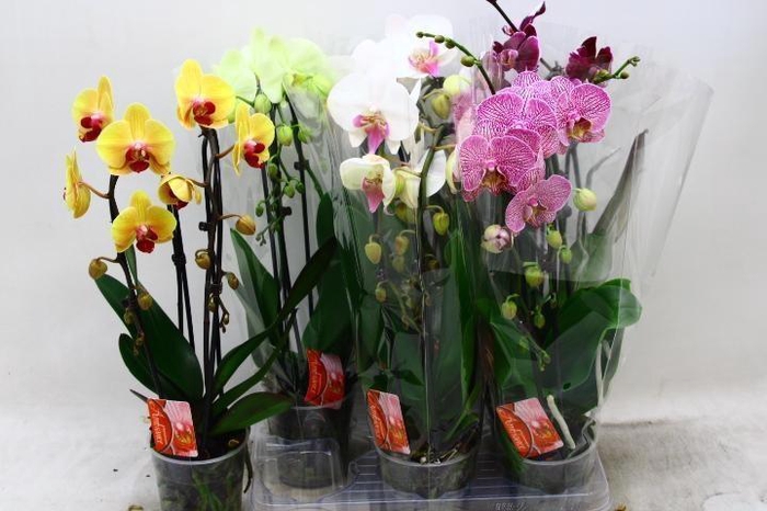 <h4>PHAL EL CASCADE</h4>