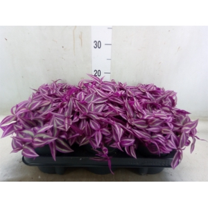 Tradescantia zebr. 'Pink Paradise'