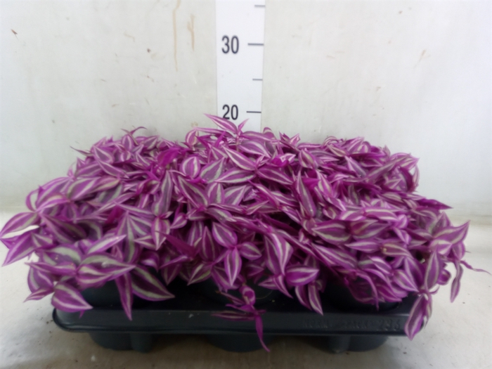 <h4>Tradescantia zebr. 'Pink Paradise'</h4>