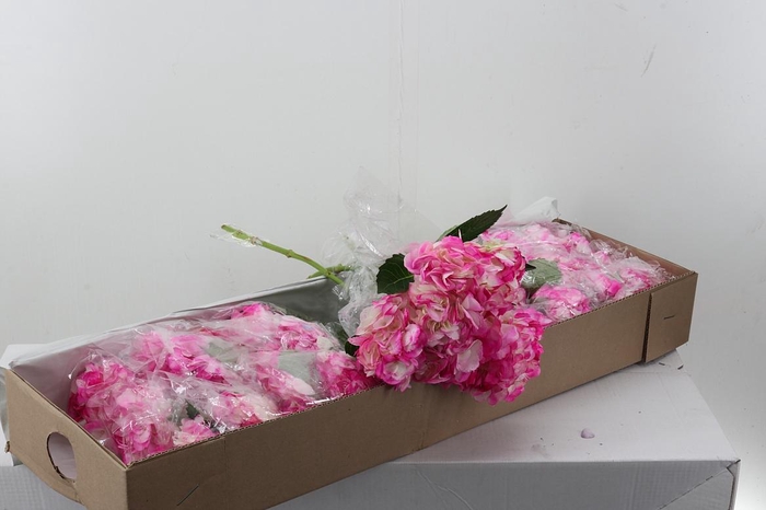 <h4>Hydr Tivoli Box</h4>