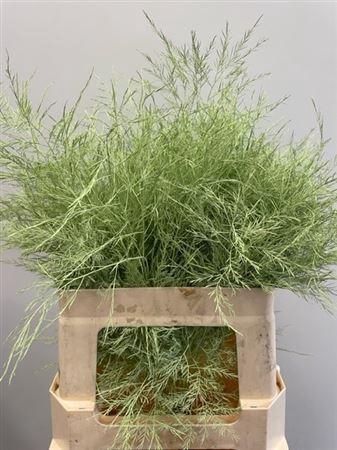 <h4>Treefern Mint</h4>