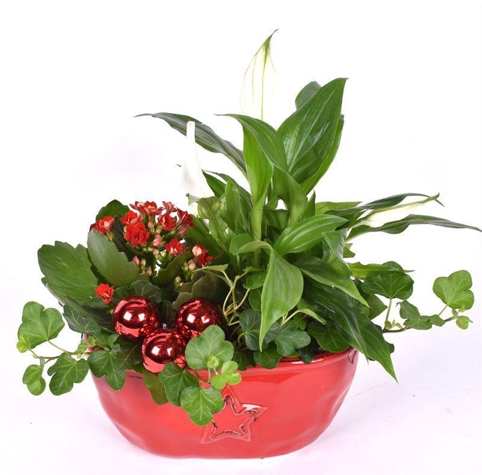 <h4>Keramiek ster decor ovaal 18x10cm</h4>