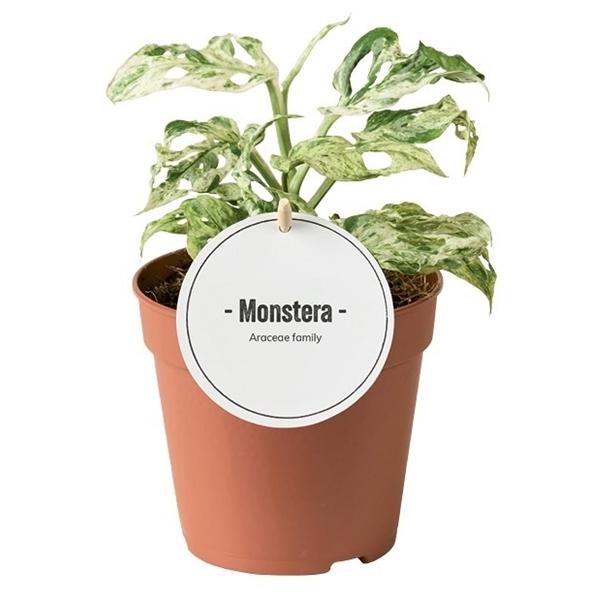 <h4>Monstera overig</h4>